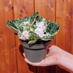 Africká fialka (Saintpaulia variegata) ´TOMMIE LOU´ - výška 5-10 cm, ⌀ 10 cm, kont. C1L